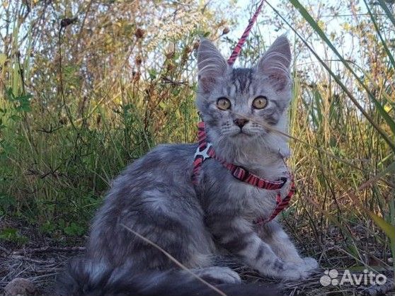 Кошечки Мейн кун
