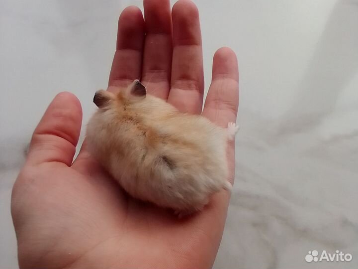 Хомячата