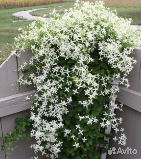 Клематис цельнолистный кустовой. маньчжурский и др