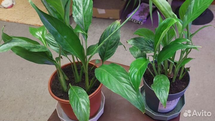 Женское счастье (Спатифиллум)