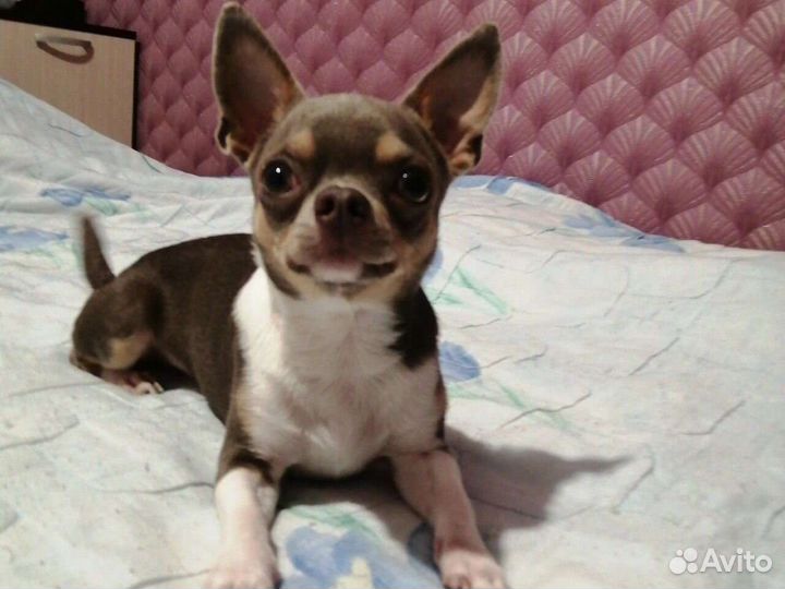 Вязка чихуахуа мини мальчик