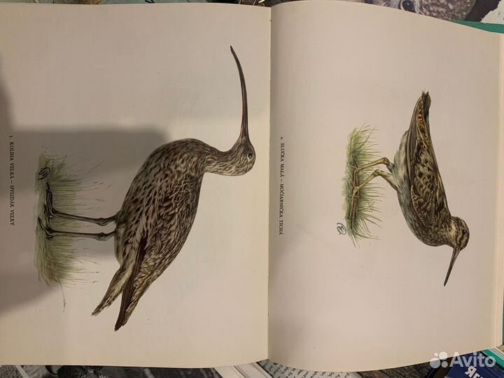 Охотничий каталог раритет. Допы. Коллекционное