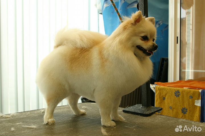 Маленькая прелесть салон стрижка собак и кошек