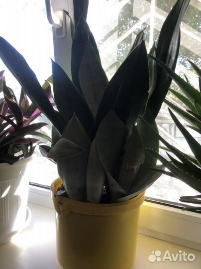 Комнатные растения цветы