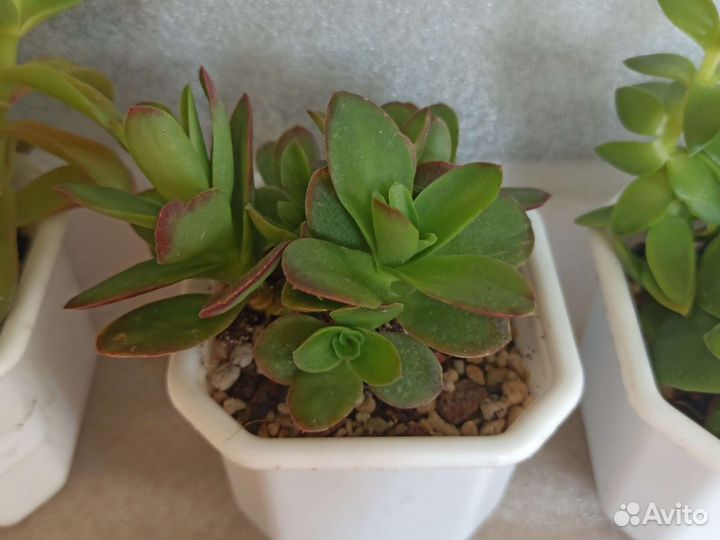 Крассула Campfire