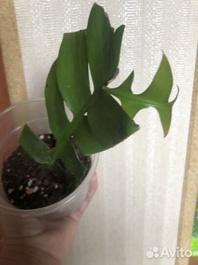 Эпифиллум марниера/лесной кактус