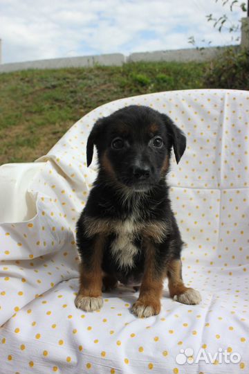 Щенок в добрые руки бесплатно