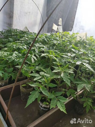 Рассада томатов:черри,низкие,высокие,экзоты