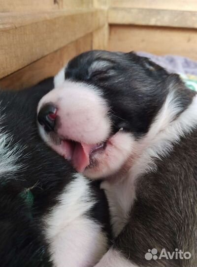 Щенки алабая