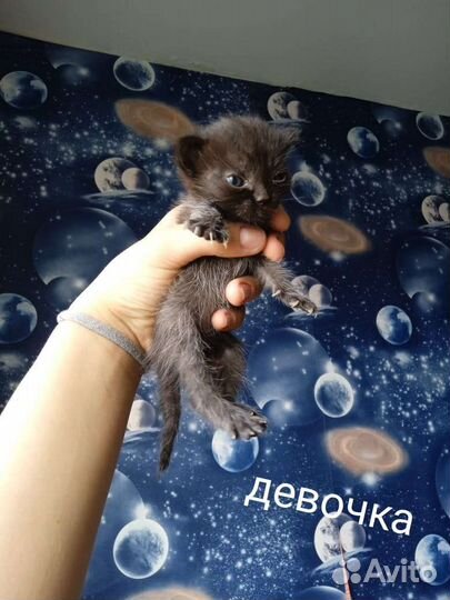 Кошка в дар бесплатно