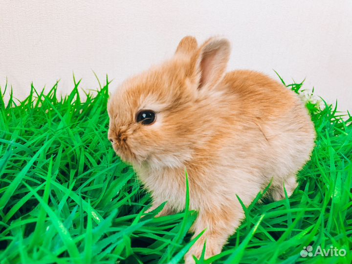 Мини карликовый кролик