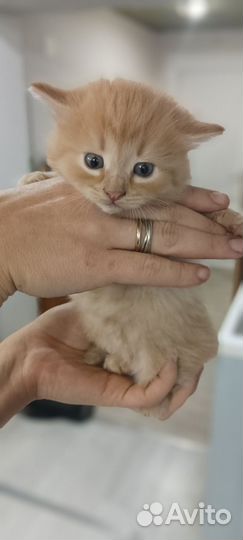 Котята