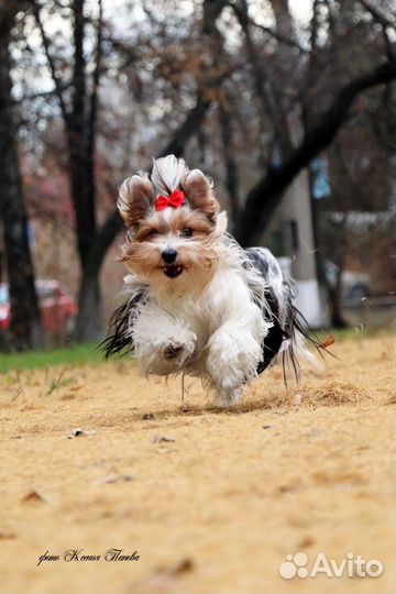 Фотографанималист, фотограф для животных