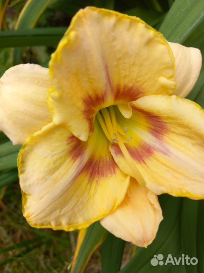 Лилейники сортовые