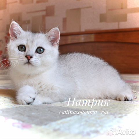Котенок британской серебристой шиншиллы (мальчик) объявление продам