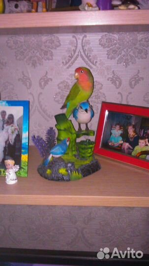 Продам птенцов попугая неразлучника