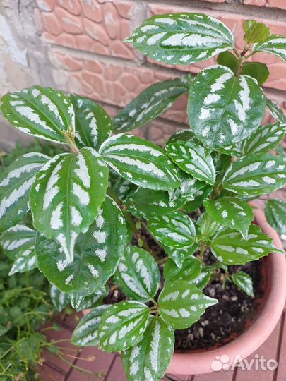 Пилея Кадиера