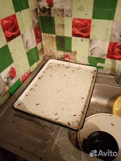 Уничтожение насекомых:тараканов,клопов,блох и т.д