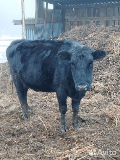 Коровы с телятами. Бык