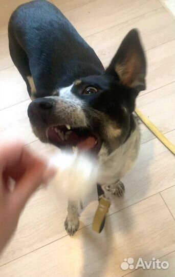 Собака-компаньон Найда