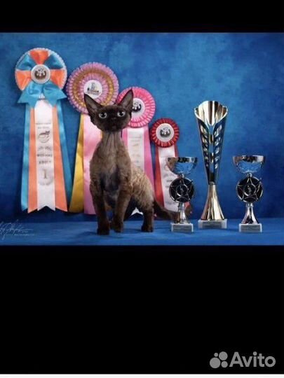 Кошка Дэвон Рекс