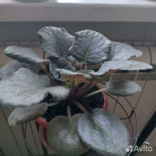 Комнатные цветы в горшках разные