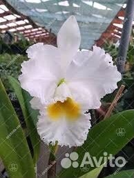 Каттлея белая взрослая