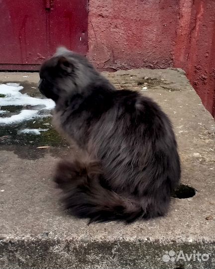 Красивый кот