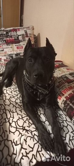 Вязка питбуля