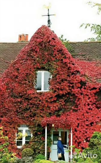 Саженцы девичий виноград