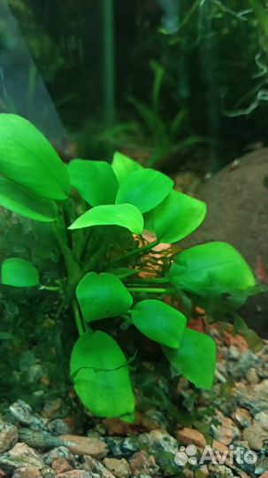 Аквариумные растения отдам за фрукты