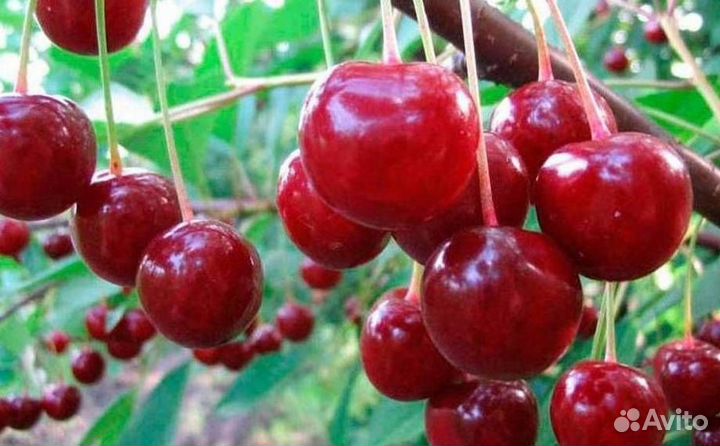 Саженцы вишни Десертная Морозовой (логри- полукарл