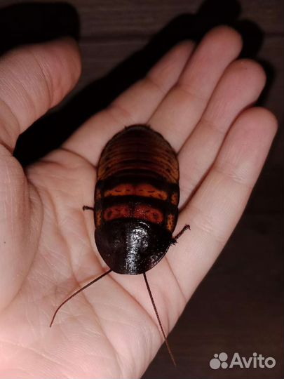 Мадагаскарские тараканы (шипящие)