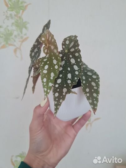 Бегония макулата