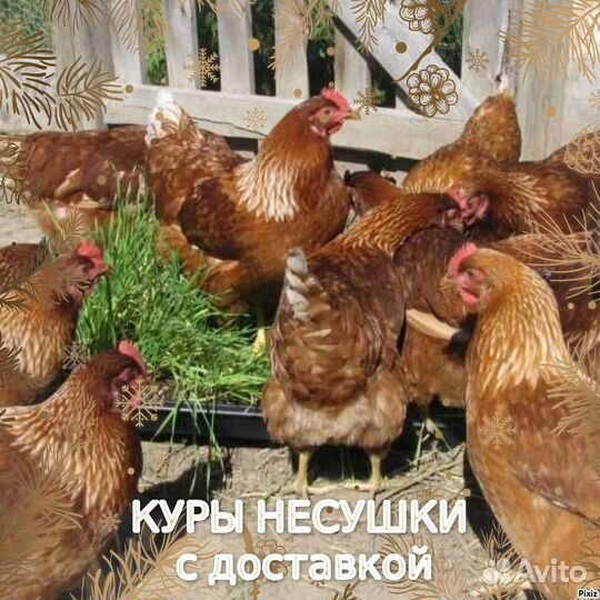Куры несушки