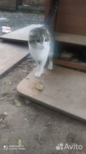 Кот
