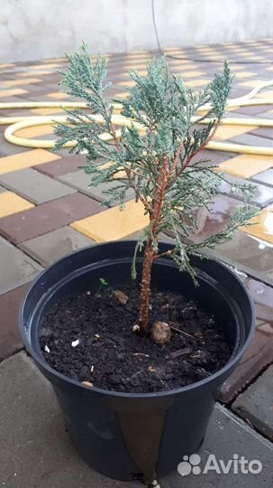 Можжевельник