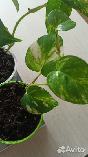 Сциндапсус золотистый