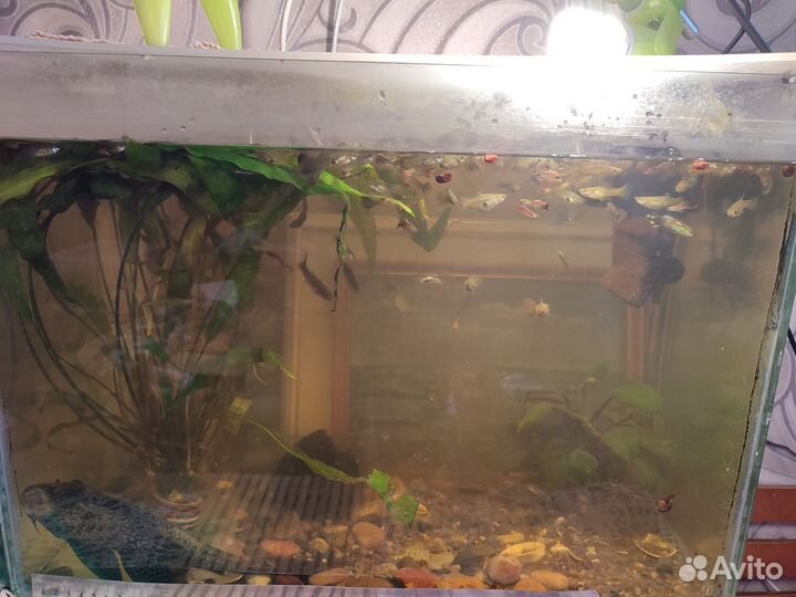 Аквариум