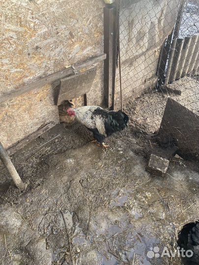 Куры петухи