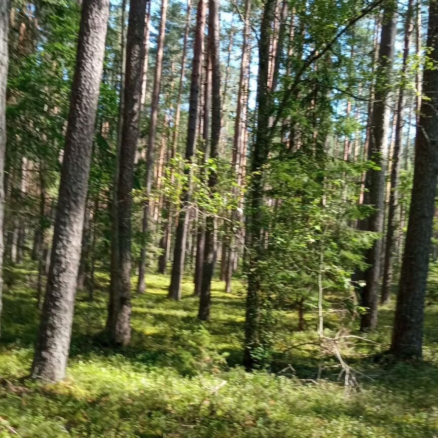 Квартира 3-комн. 56.7 м² в Идрица городское поселение — фото 3