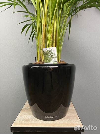 Пальма арека в кашпо H 160
