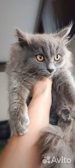 Британские котята