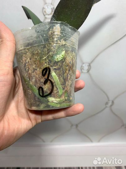 Бабочка Violet Angel орхидея фаленопсис