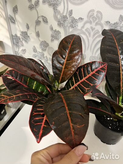 Комнатные цветы