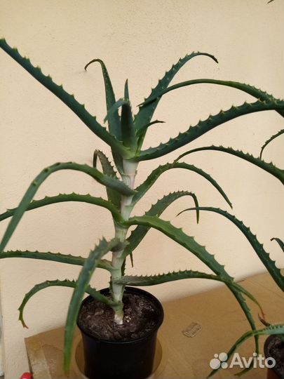 Продам лечебный алоэ