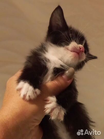 Котик Феликс. Котята