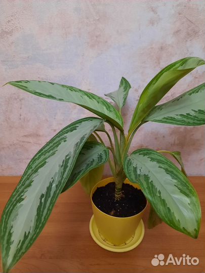 Аглаонема сильвер бей