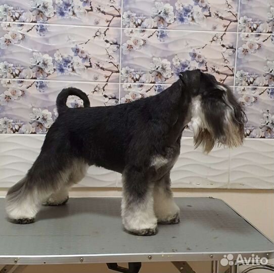 Стрижка собак и кошек