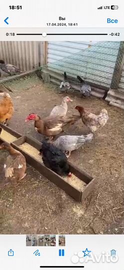 Самочки индоутки